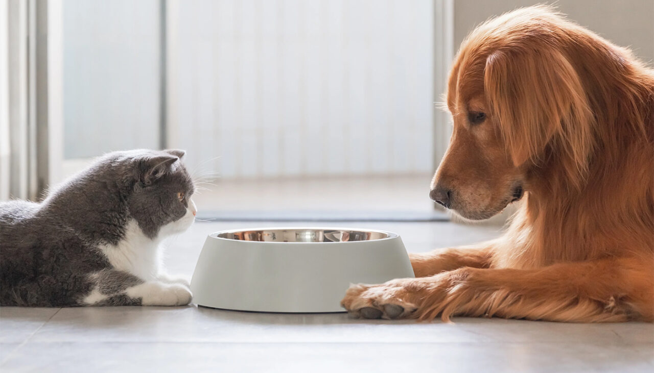 cat-te-costa-sa-cresti-o-pisica-vs-un-caine-in-2026.-care-este-mai-scump