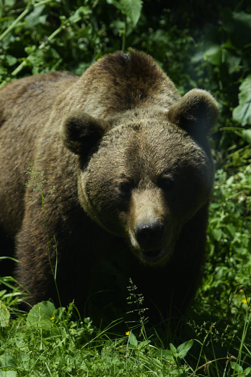 deputatii-voteaza-miercuri-legea-ursilor