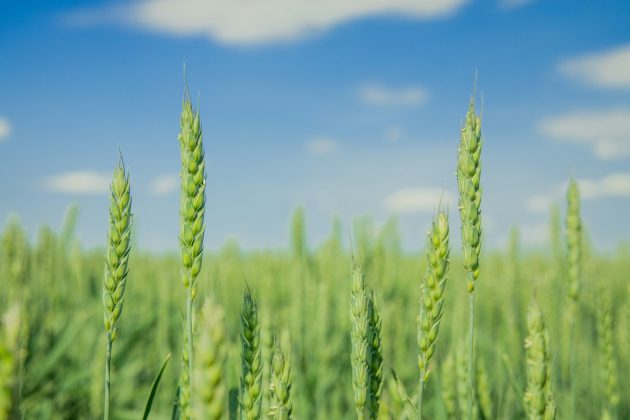 Comisia Europeană a revizuit estimările privind producțiile agricole, randamentele rămân sub cele din 2025
