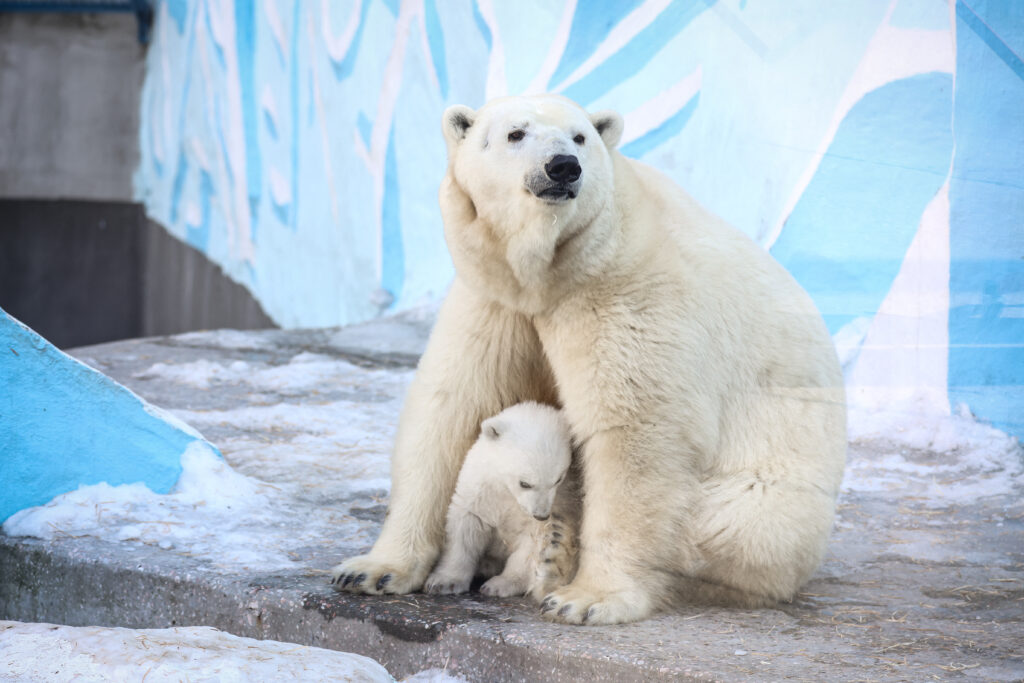 premiera-in-europa.-un-urs-polar-a-fost-depistat-cu-gripa-aviara