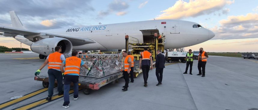 video-4000-de-oi-romanesti-au-ajuns-cu-avionul-in-algeria.-anunt-de-la-ansvsa-despre-primul-transport-aerian-cargo-cu-ovine-romanesti