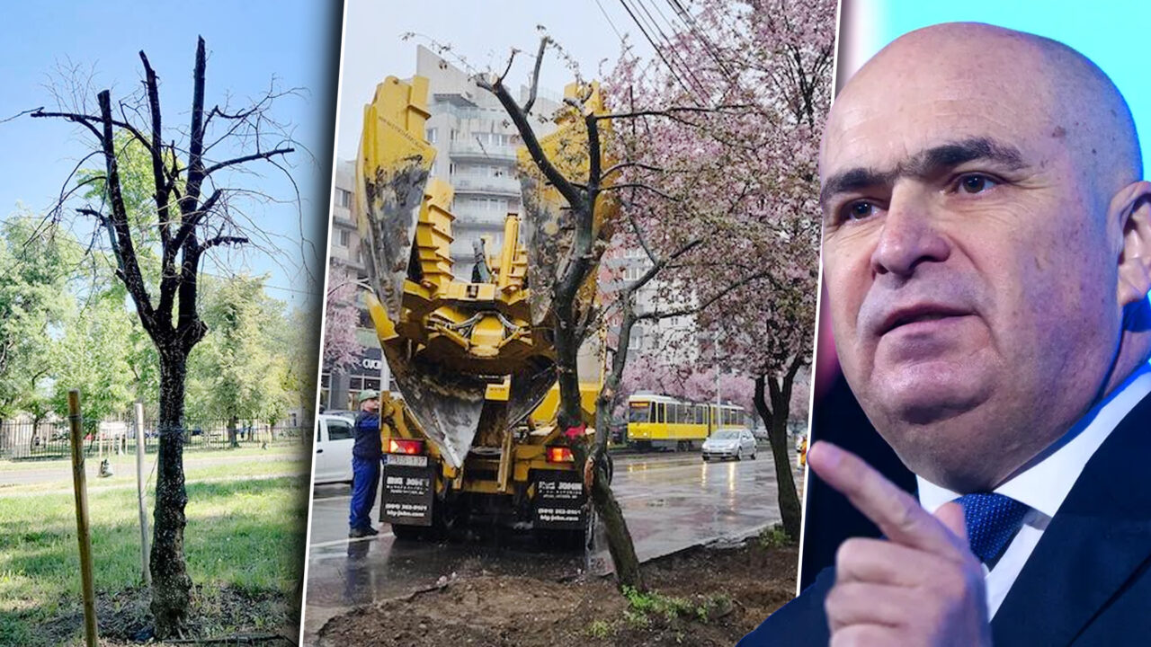 bani-aruncati-pe-fereastra-in-fieful-lui-bolojan.-primaria-oradea-a-cheltuit-zeci-de-mii-de-lei-pe-mutarea-a-15-arbori,-dintre-care-a-rezistat-unul-singur