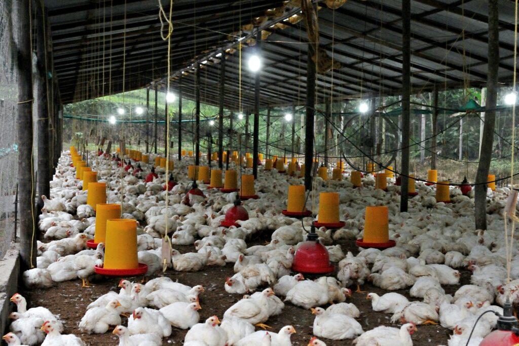 Consumul de carne de pui a crescut de șase ori față de perioada bunicilor