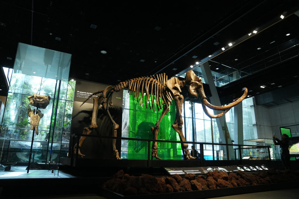 Descoperire de ADN de mamut lânos în excremente fosilizate de 700.000 de ani