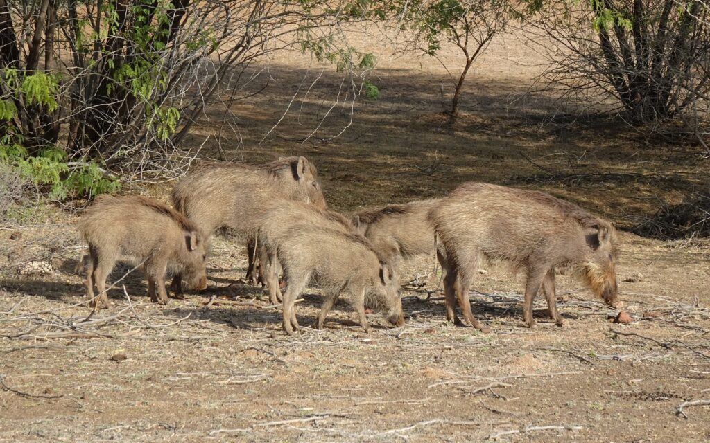 O țară mare se confruntă cu distrugerea culturilor și a apelor de către milioane de porci sălbăticiți