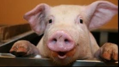 Guvernul discută schema de ajutor pentru crescătorii de porcine, cu 20 de euro pe porc