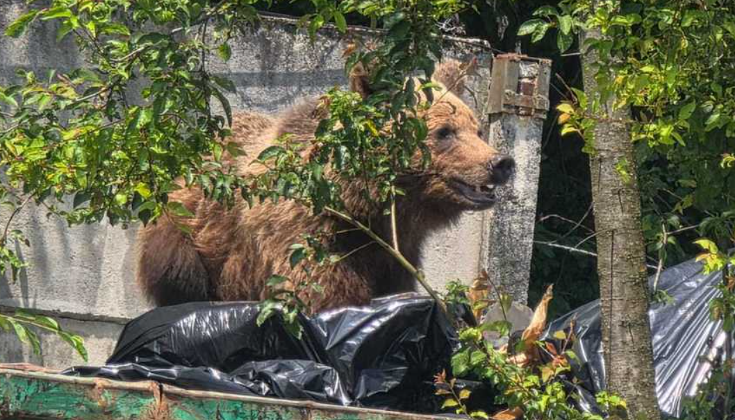 un-urs-a-fost-impuscat-in-curtea-unui-spital-din-brasov,-dupa-ce-a-intrat-in-containerul-de-gunoi.-nu-a-raspuns-la-semnalele-acustice-si-luminoase
