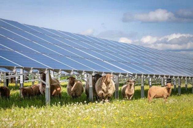 Proiectul agrivoltaic de aproape 100 MW al PNE în România, pregătit pentru construcție