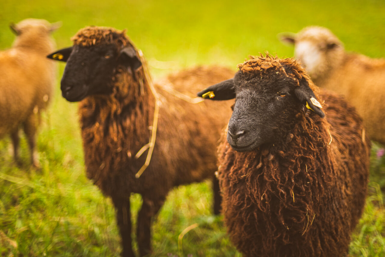 ANSVSA institutiează carantina de 30 de zile pentru ovine și caprine
