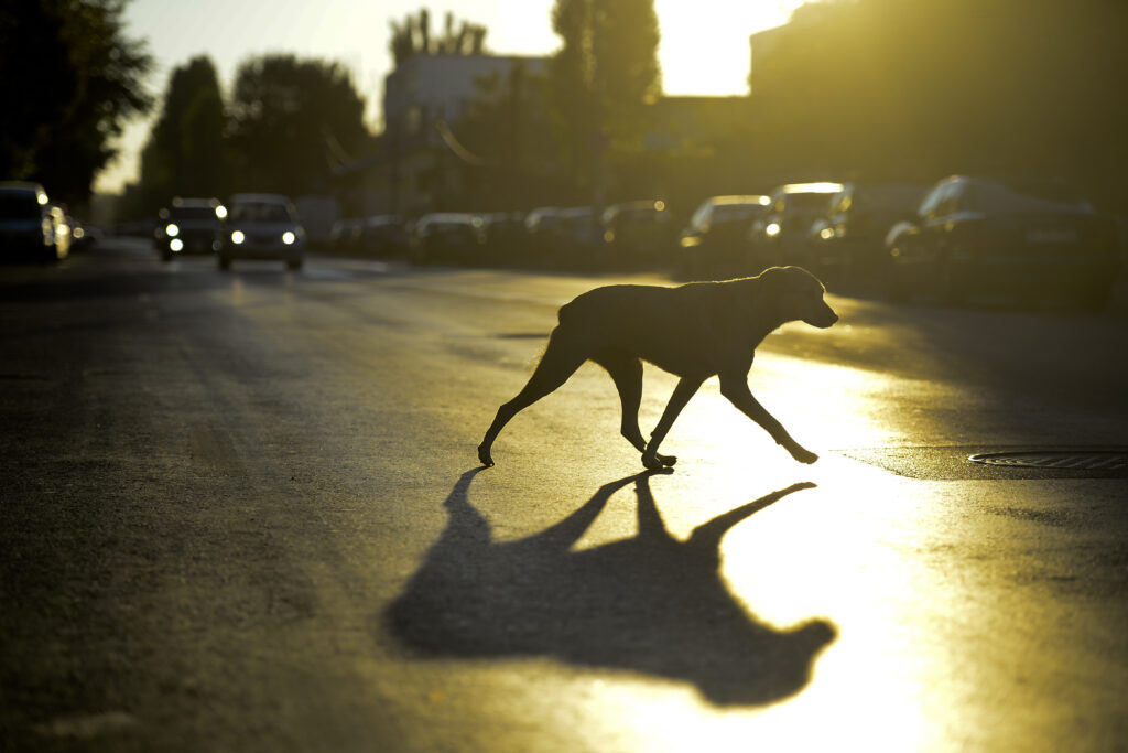 animalele-care-iti-pot-mirosi-frica.-ce-se-intampla-cu-organismul-lor-cand-simt-ca-esti-speriat