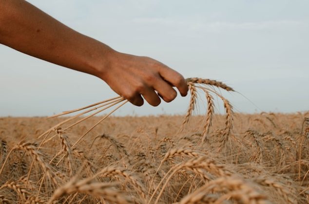 Agricultura a produs 117,7 miliarde de lei în 2022, cu cea mai mare producție de cereale din ultimii ani