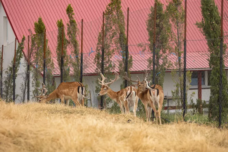 Grădina zoologică a lui Viorel Pașca