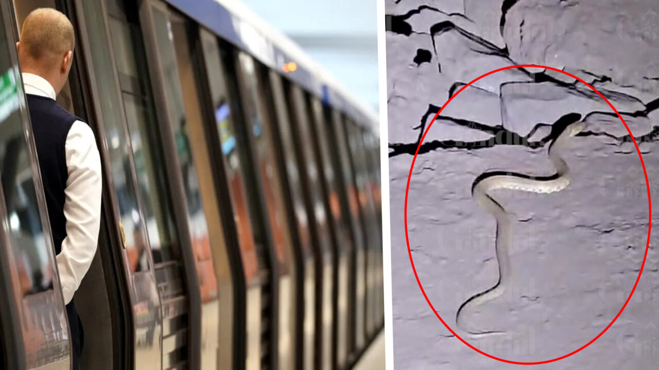 Șarpe filmat la metrou, ce pericol poate avea specia
