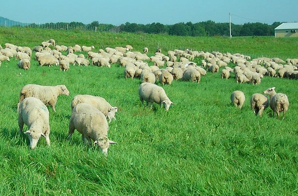 ANSVSA așteaptă autorizarea UE pentru vaccinarea ovinelor