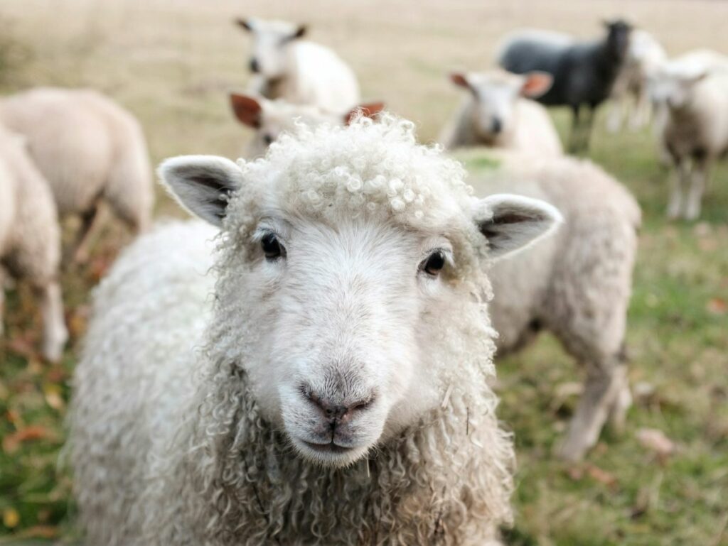 ANSVSA: Vaccinare la ovine în Constanța și Tulcea, fără plan național